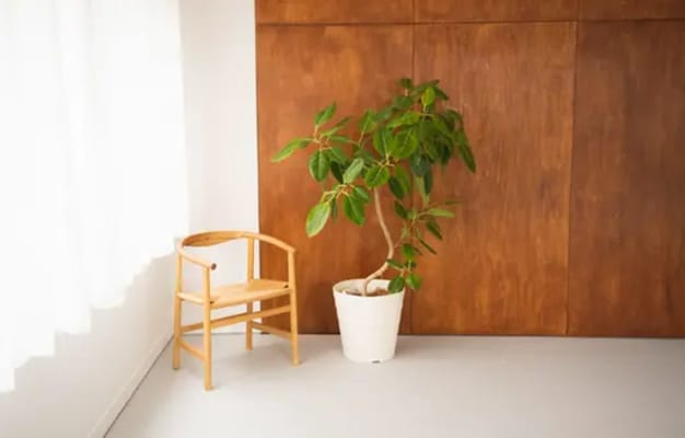 シンプルで落ち着いた空間。木の温もりと観葉植物が調和し、撮影やインタビューにも最適。