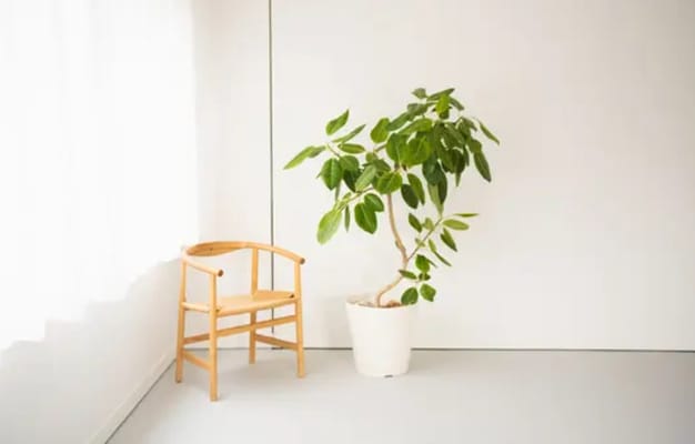ナチュラルな木製チェアと観葉植物が配置されたシンプルな撮影スペース。落ち着いた雰囲気で写真撮影に最適。