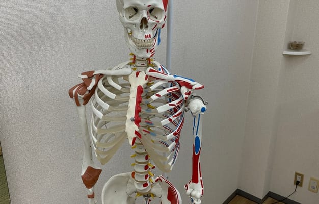 骨格模型
等身大、筋付着部着色、靭帯、神経